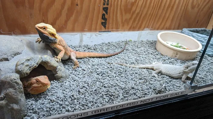 Agustin's Exotic Birds and Reptiles Picture 4