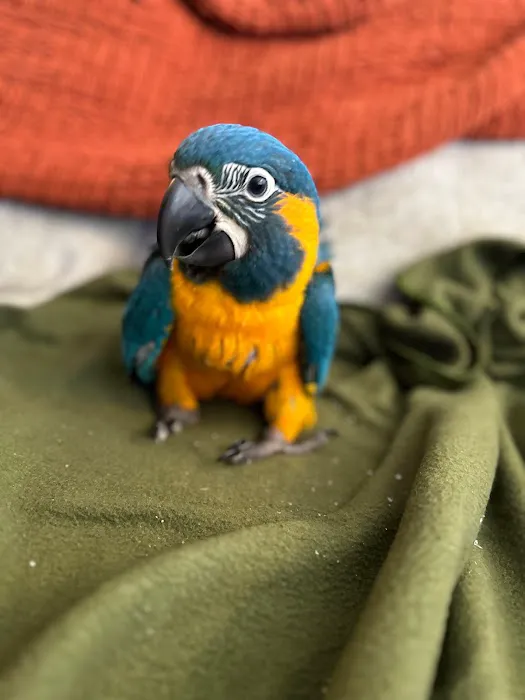 Agustin's Exotic Birds and Reptiles Picture 7
