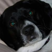 Mountain Top Veterinary Hospital ico