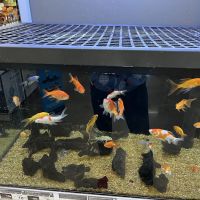 Petco ico