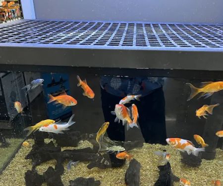 Petco