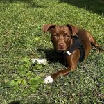Chathams Small Animal Hospital