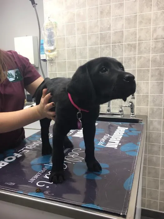 Wood Hill Veterinary Clinic Picture 10