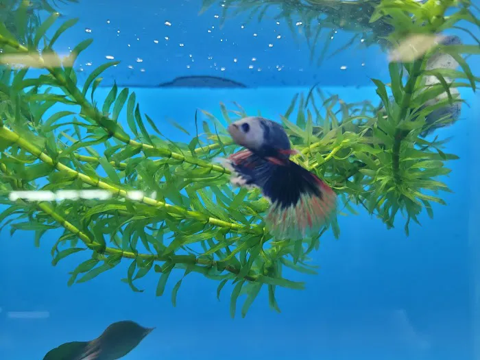 Fresh pets and grooming Picture 6