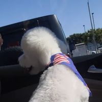 Fresh pets and grooming ico