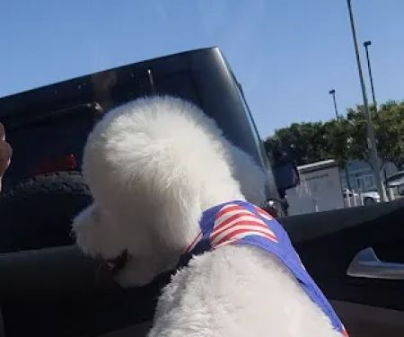Fresh pets and grooming