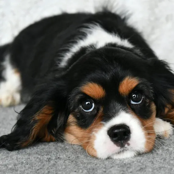 New Canaan Veterinary Hospital Picture 5