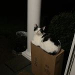 New Canaan Veterinary Hospital