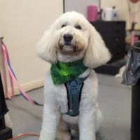 Love On A Leash Pet Supplies & Grooming ico