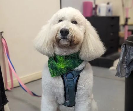 Love On A Leash Pet Supplies & Grooming