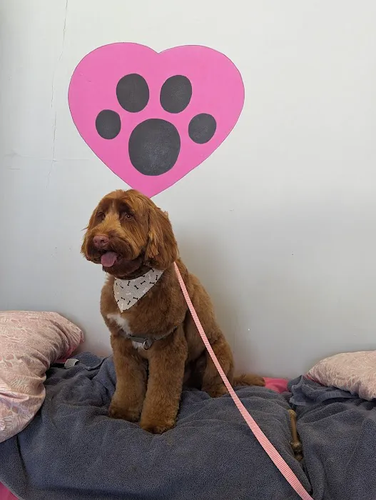 Love On A Leash Pet Supplies & Grooming Picture 5