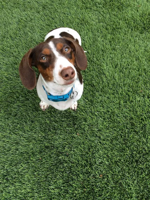 Love On A Leash Pet Supplies & Grooming Picture 10
