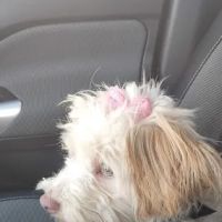 Petco ico
