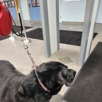 MedVet Norwalk ico