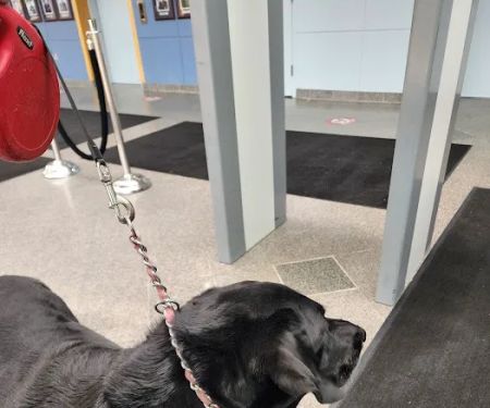 MedVet Norwalk