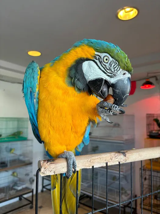 Galeana's Aviary Picture 6