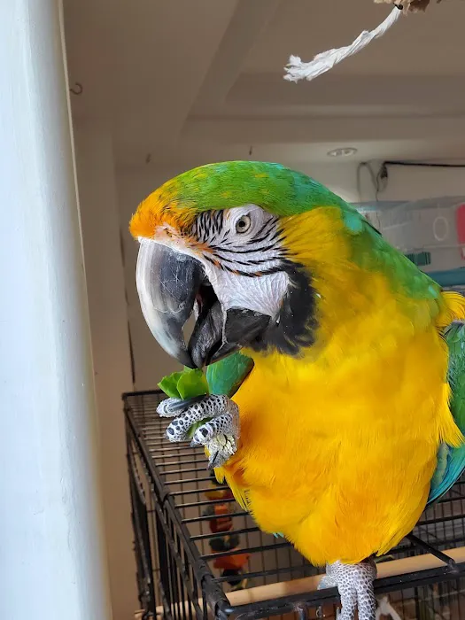 Galeana's Aviary Picture 3