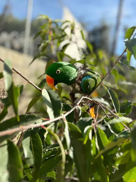Galeana's Aviary Picture 5