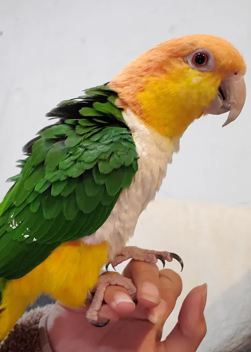 Galeana's Aviary Picture 7