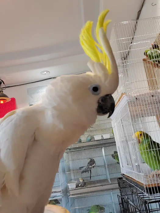 Galeana's Aviary Picture 8