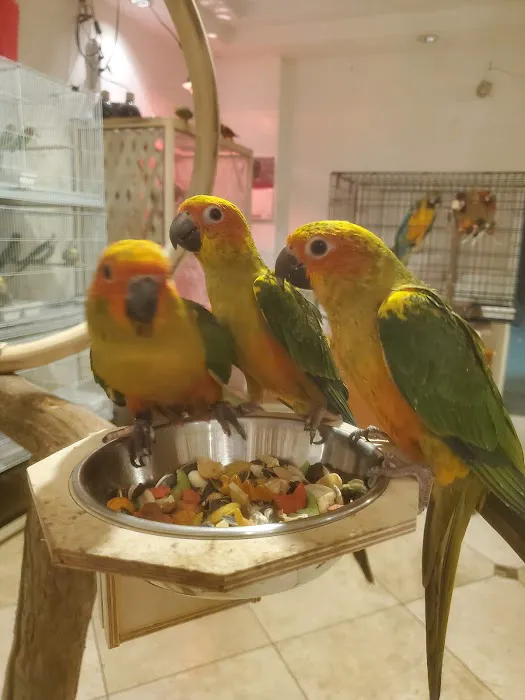 Galeana's Aviary Picture 10