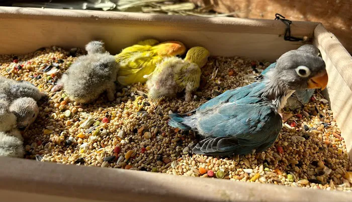 Galeana's Aviary Picture 1
