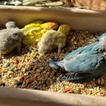 Galeana's Aviary