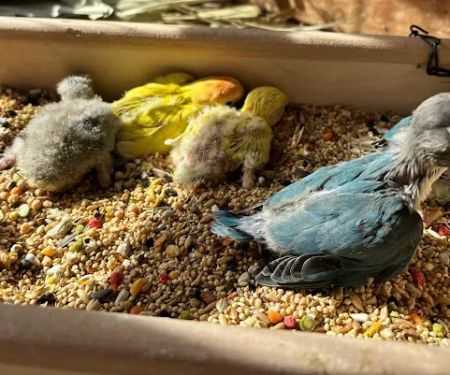 Galeana's Aviary