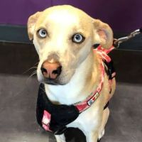 The Veterinary Care Center ico