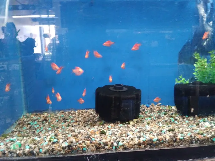 Fumi's Tropical Fish & Pets Picture 2