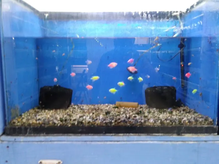 Fumi's Tropical Fish & Pets Picture 5