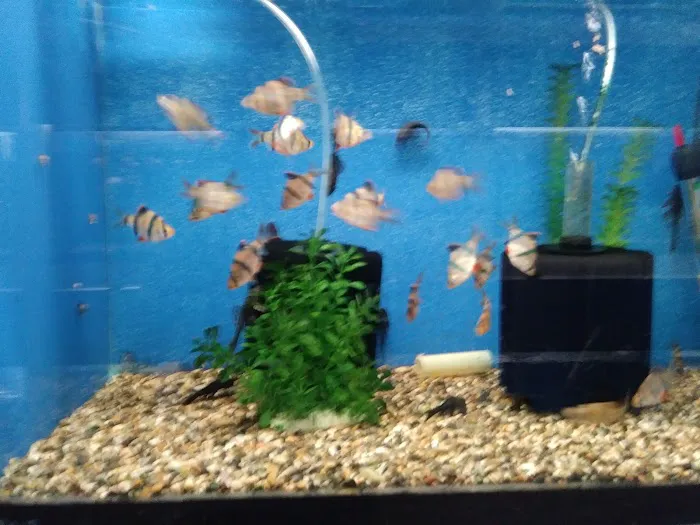 Fumi's Tropical Fish & Pets Picture 8
