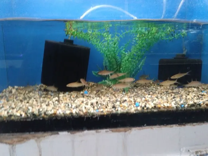 Fumi's Tropical Fish & Pets Picture 7