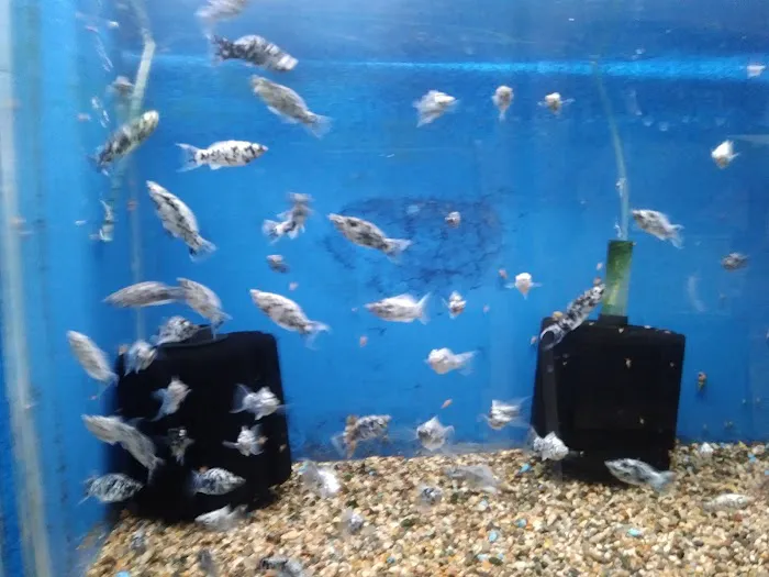 Fumi's Tropical Fish & Pets Picture 6