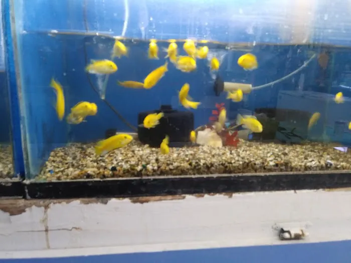Fumi's Tropical Fish & Pets Picture 1