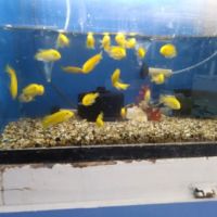 Fumi's Tropical Fish & Pets ico