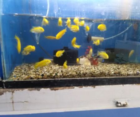 Fumi's Tropical Fish & Pets