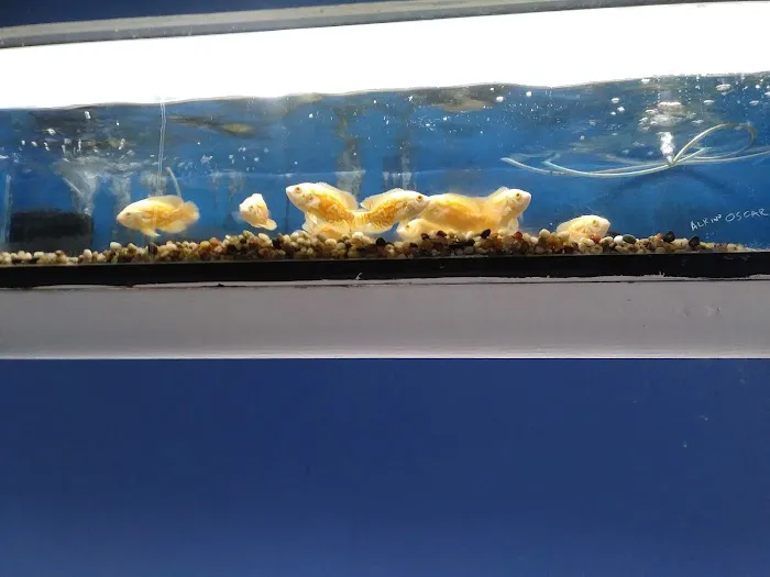 Fumi's Tropical Fish & Pets Picture 4