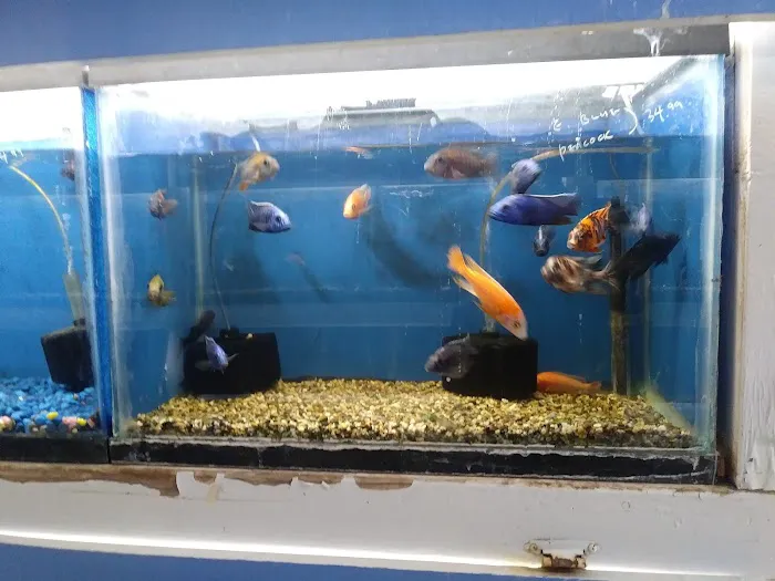 Fumi's Tropical Fish & Pets Picture 3