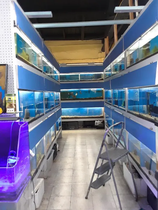 Fumi's Tropical Fish & Pets Picture 9