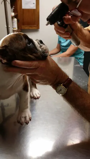 Animal Doctor of Weston Picture 4