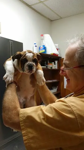 Animal Doctor of Weston Picture 1