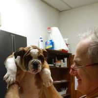 Animal Doctor of Weston ico