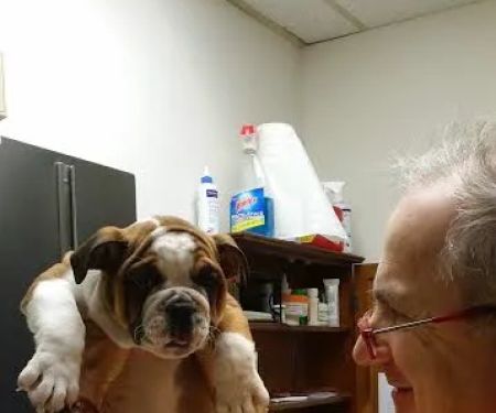 Animal Doctor of Weston