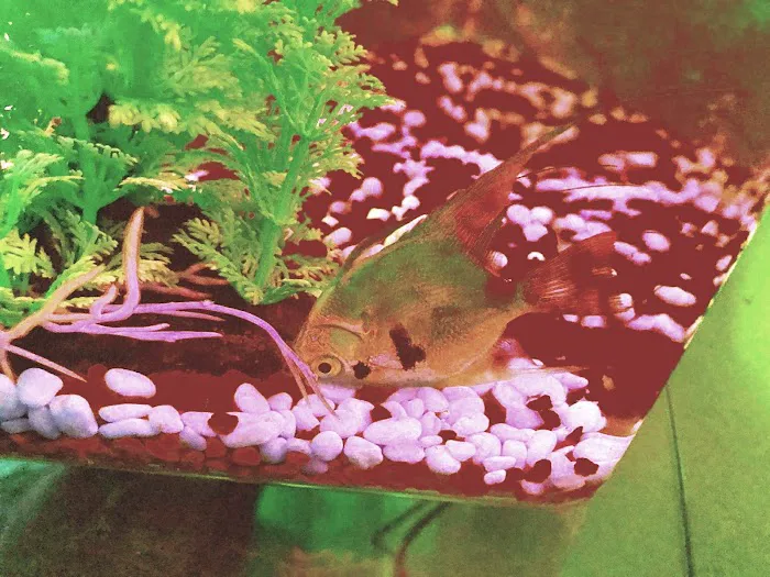 Koran Tropical Fish Picture 1