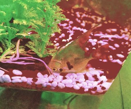 Koran Tropical Fish