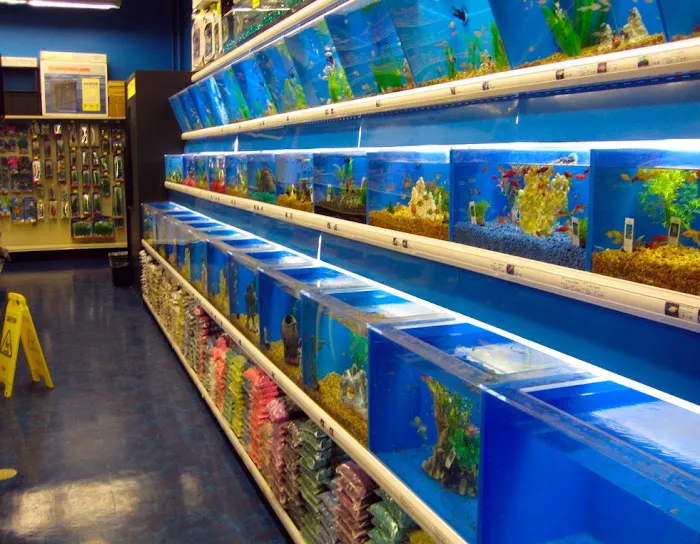 Koran Tropical Fish Picture 7