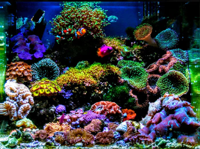 Koran Tropical Fish Picture 10