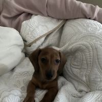 Bethel Veterinary Hospital ico