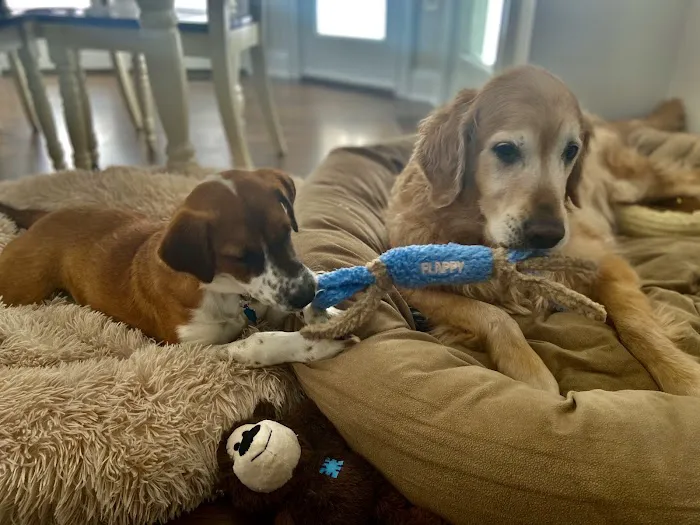 Bethel Veterinary Hospital Picture 9